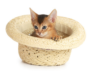Fototapeta na wymiar Cute small kitten in a hat