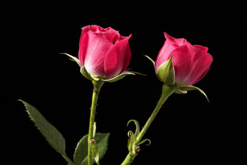Red roses black background