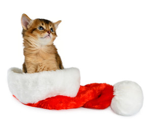 Merry Christmas Cat with Santa hat on white