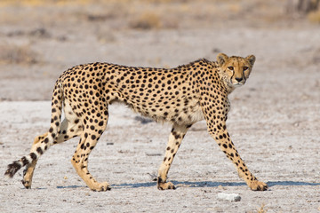 Cheetah (Acinonyx jubatus) walking across the Etosha Pan, Namibia