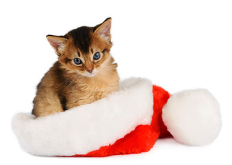Merry Christmas Cat with Santa hat on white