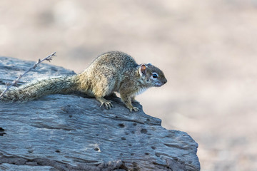 african ground squirrel on a tree trunk