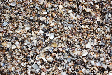 Background of sea shells.
