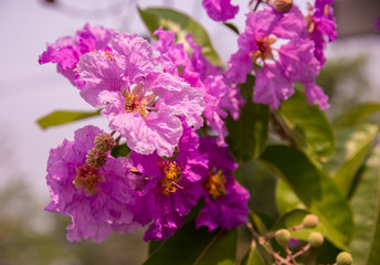 Obraz premium puple flowers blooming .