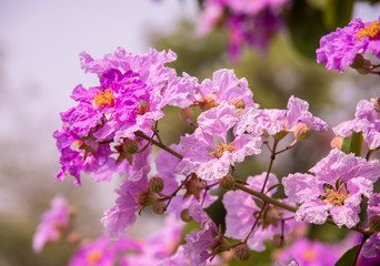 puple  flowers blooming .