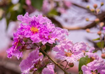 Naklejka premium puple flowers blooming .