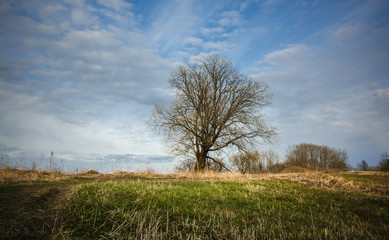 lonely tree in the field