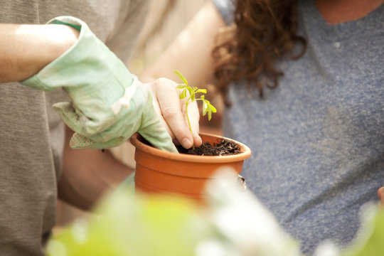 Man and woman planting Moringa seedling