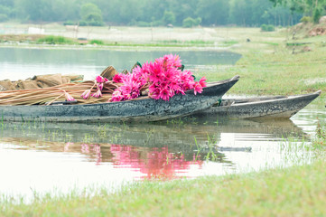 Fototapeta na wymiar Harvest pink water lily 