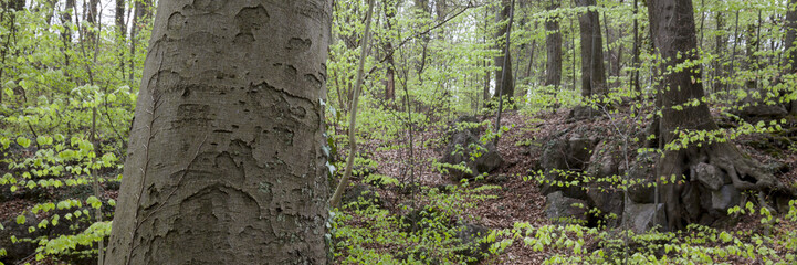 Buchenwald, Sauerland, Nordrhein-Westfalen, Deutschland