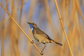 bluethroat on reed