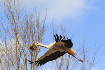 stork builds a nest