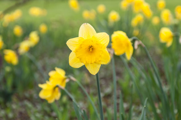 Flowering yellow fluffy spring daffodils closeup