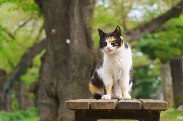 Fototapeta premium 猫