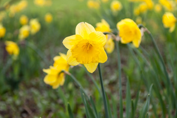 Flowering yellow fluffy spring daffodils closeup