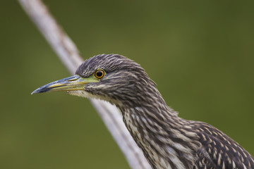 Young Night heron