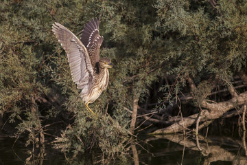 Young night heron trying to fly