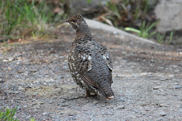 Spruce Grouse