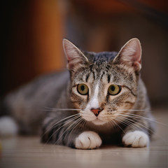 Fototapeta na wymiar The domestic striped cat with white paws