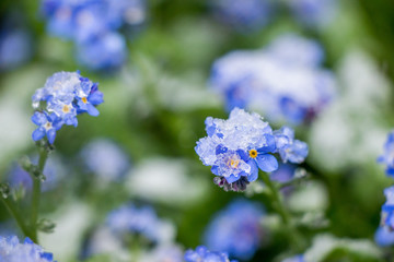 Beschneite Tulpe im April