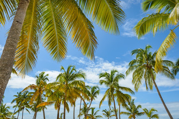 Obraz premium Palm trees in Dominican Republic
