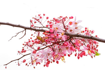 Pink Cassia/Pink Shower on branch isolate