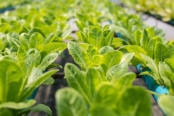 organic vegetable farm.