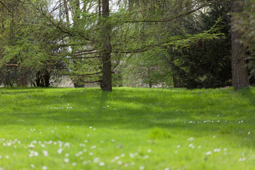 Larch Green Meadow in a city park