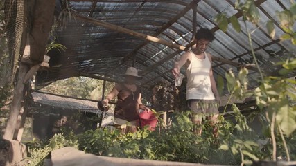 Cocotier, Palmiers au Philippines