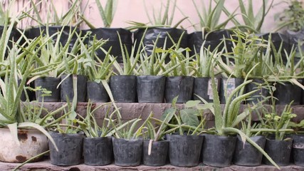 Plantes vertes en pot, permaculture