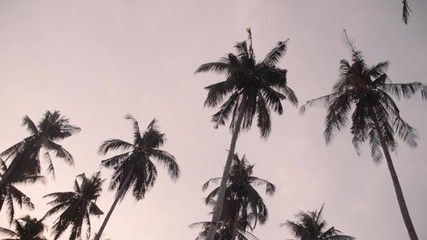 Cocotier, Palmiers au Philippines