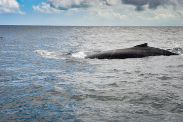 Fototapeta premium Whale watching