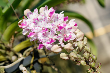 Rhynchostylis gigantea Orchid Flower in a orchid farm.