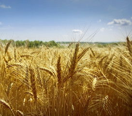 Naklejka premium Field of ripe wheat
