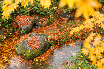 Autumn background