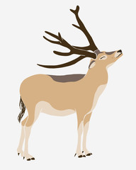 Obraz premium David’s deer (milu, elaphure)