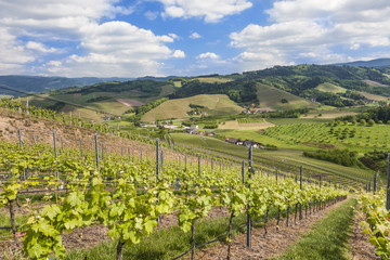 Fototapeta na wymiar Vineyards near Oberkirch, Ortenau, Germany