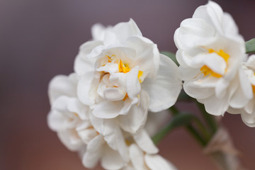 Obraz na płótnie Canvas Flowering white fluffy spring daffodils closeup