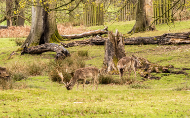 Wild fallow deer at Dunham Massey, Altrincham, UK