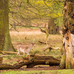Wild fallow deer at Dunham Massey, Altrincham, UK