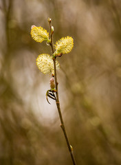 Sprintime catkins in park at Dunham Massey, Altrincham, UK