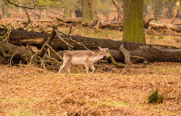 Wild fallow deer at Dunham Massey, Altrincham, UK