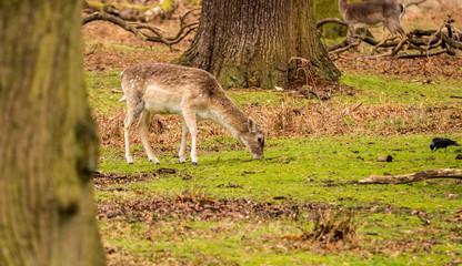 Wild fallow deer at Dunham Massey, Altrincham, UK