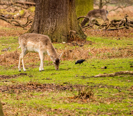 Fototapeta premium Wild fallow deer at Dunham Massey, Altrincham, UK