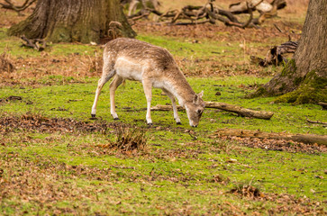 Wild fallow deer at Dunham Massey, Altrincham, UK