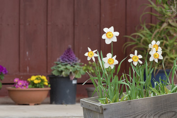 daffodils bulbs in a pot overturned on wooden board