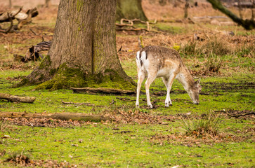 Wild fallow deer at Dunham Massey, Altrincham, UK