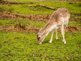 Wild fallow deer at Dunham Massey, Altrincham, UK