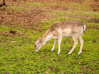 Wild fallow deer at Dunham Massey, Altrincham, UK