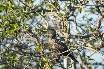 Double-crested Cormorant late afternoon